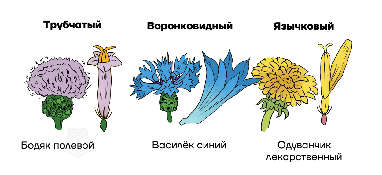 Asteraceae семейство
