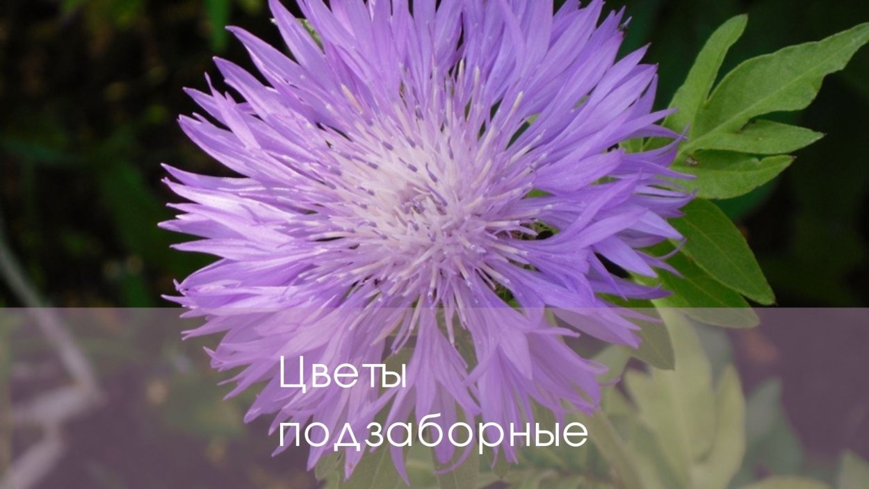 Астровые (Asteraceae)