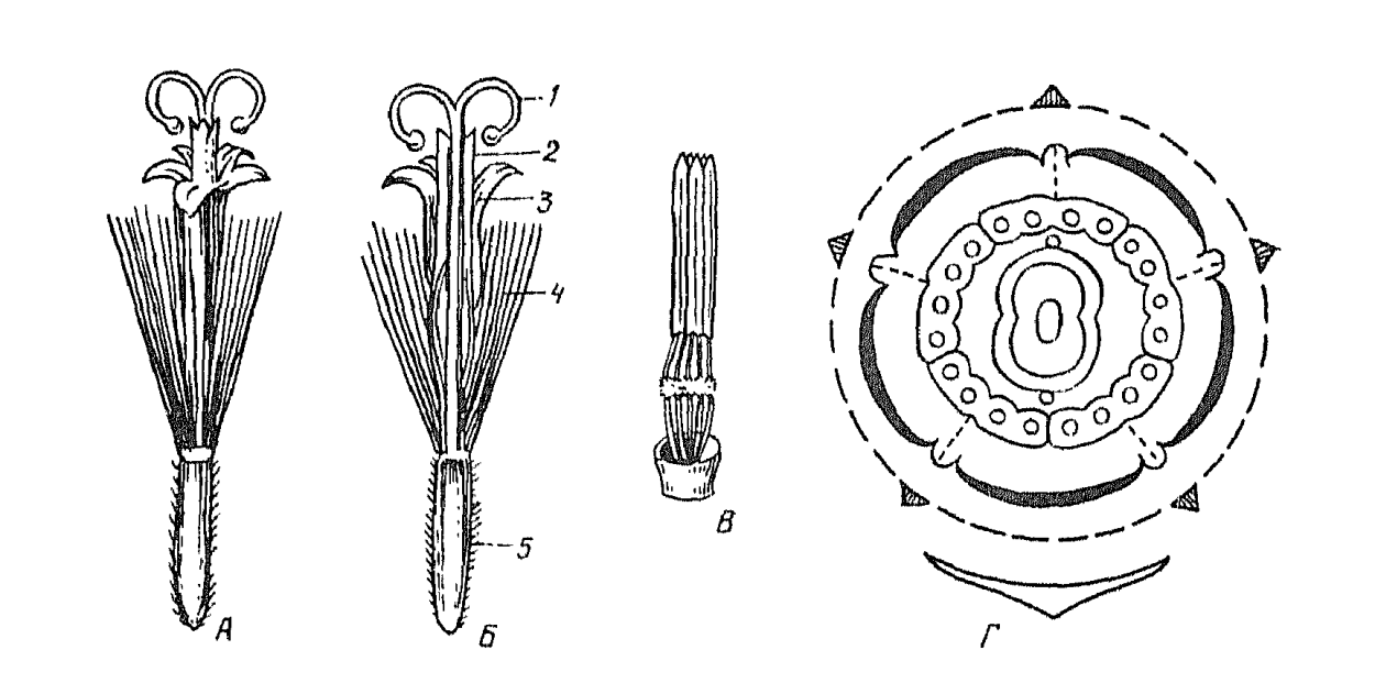 Compositae (Asteraceae) - Сложноцветные
