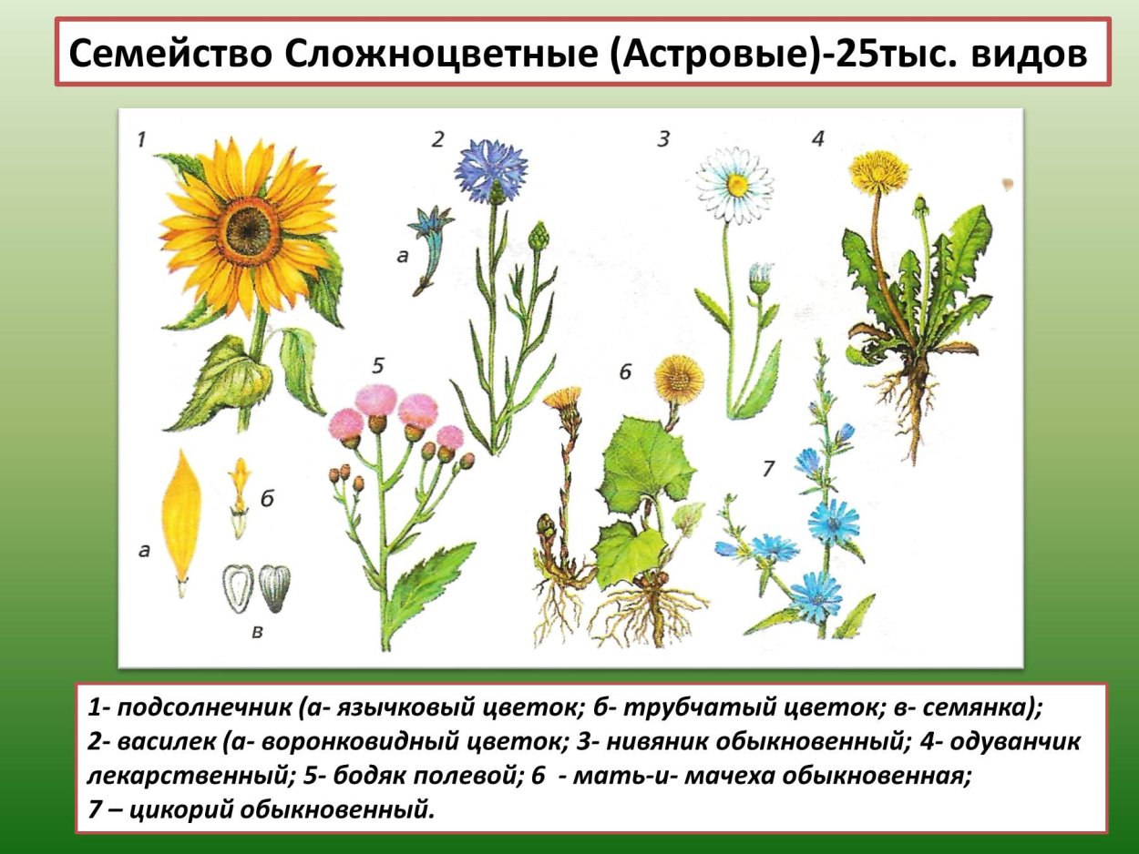 Семейство Сложноцветные представители