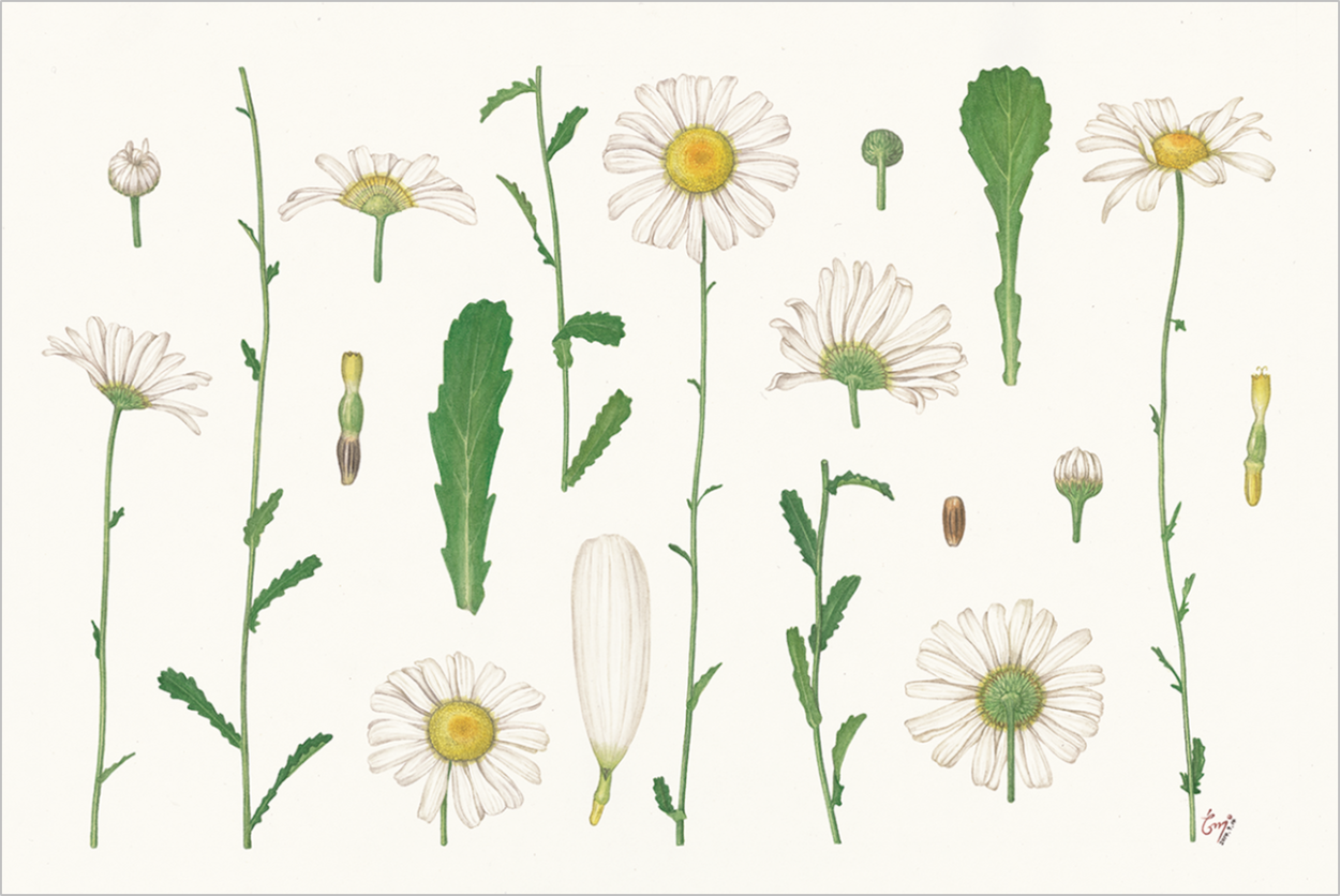 Астра Ромашковая семейство Сложноцветные