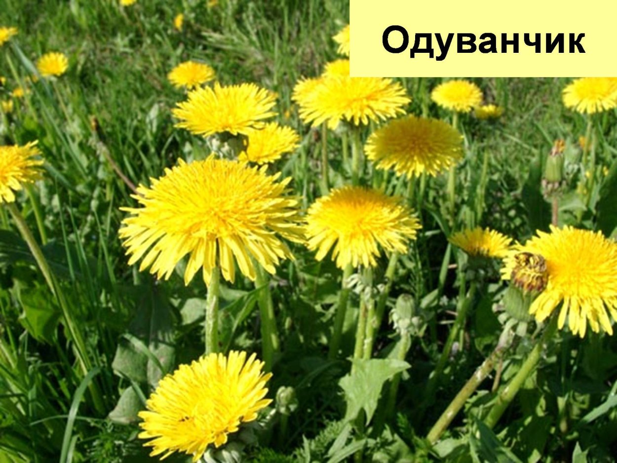 Язычковые цветки подсолнечника