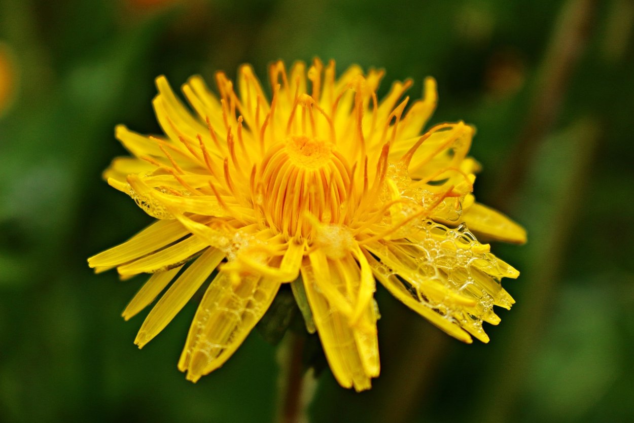 Одуванчик быррангский