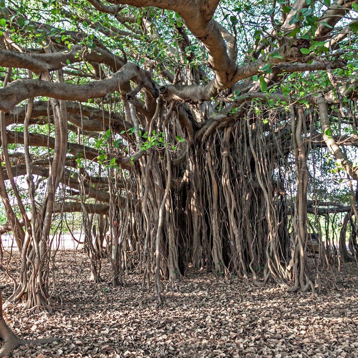 Фикус Баньян