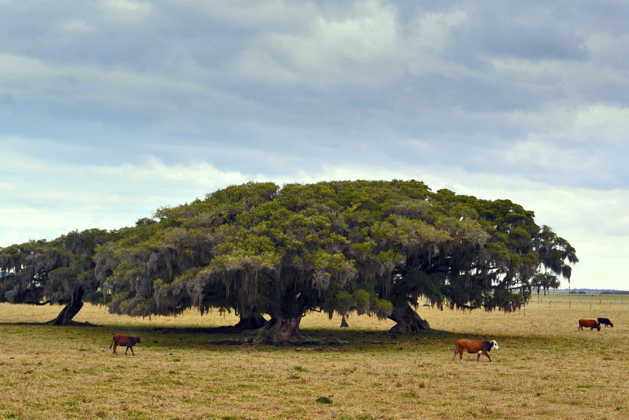 Фикусы сикомор Танзания