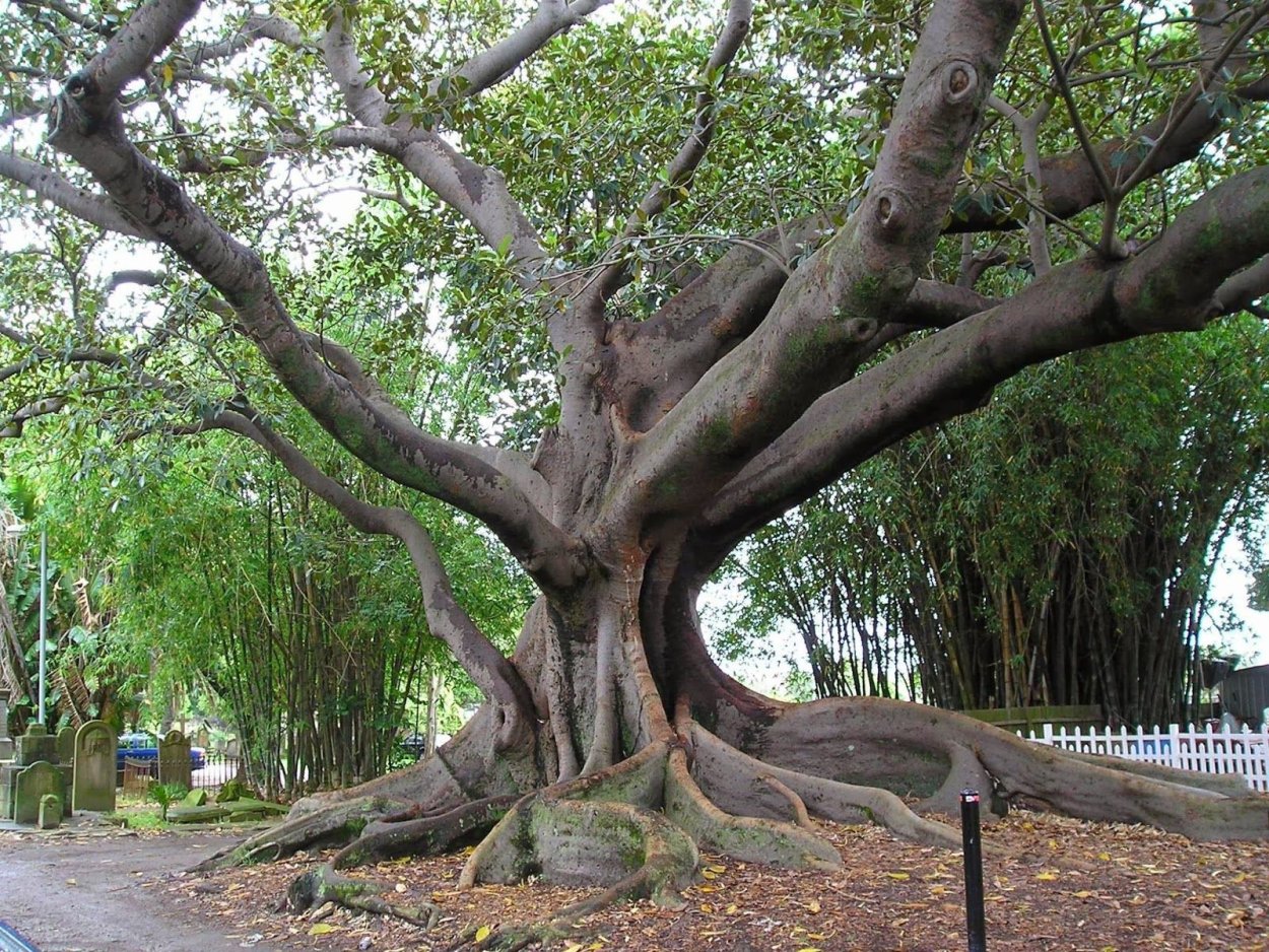 Многоствольное дерево Баньян