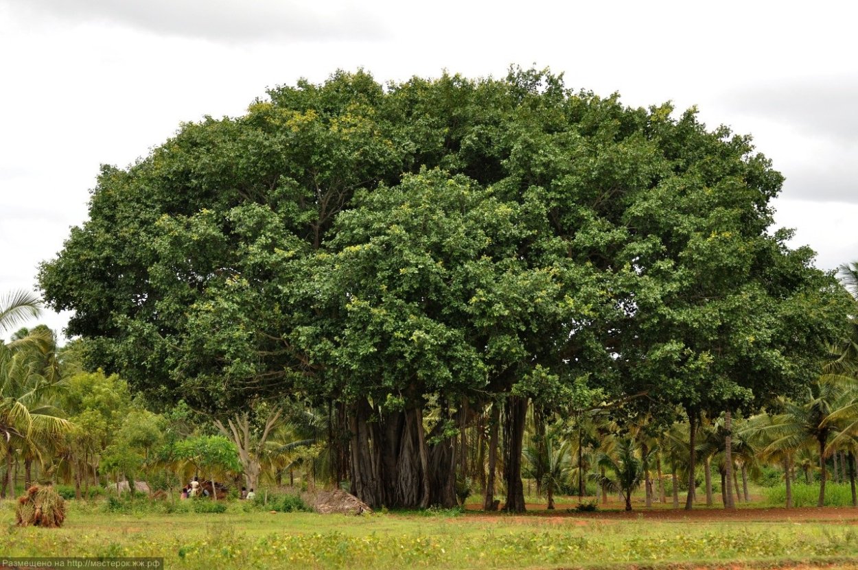 Фикус Баньян