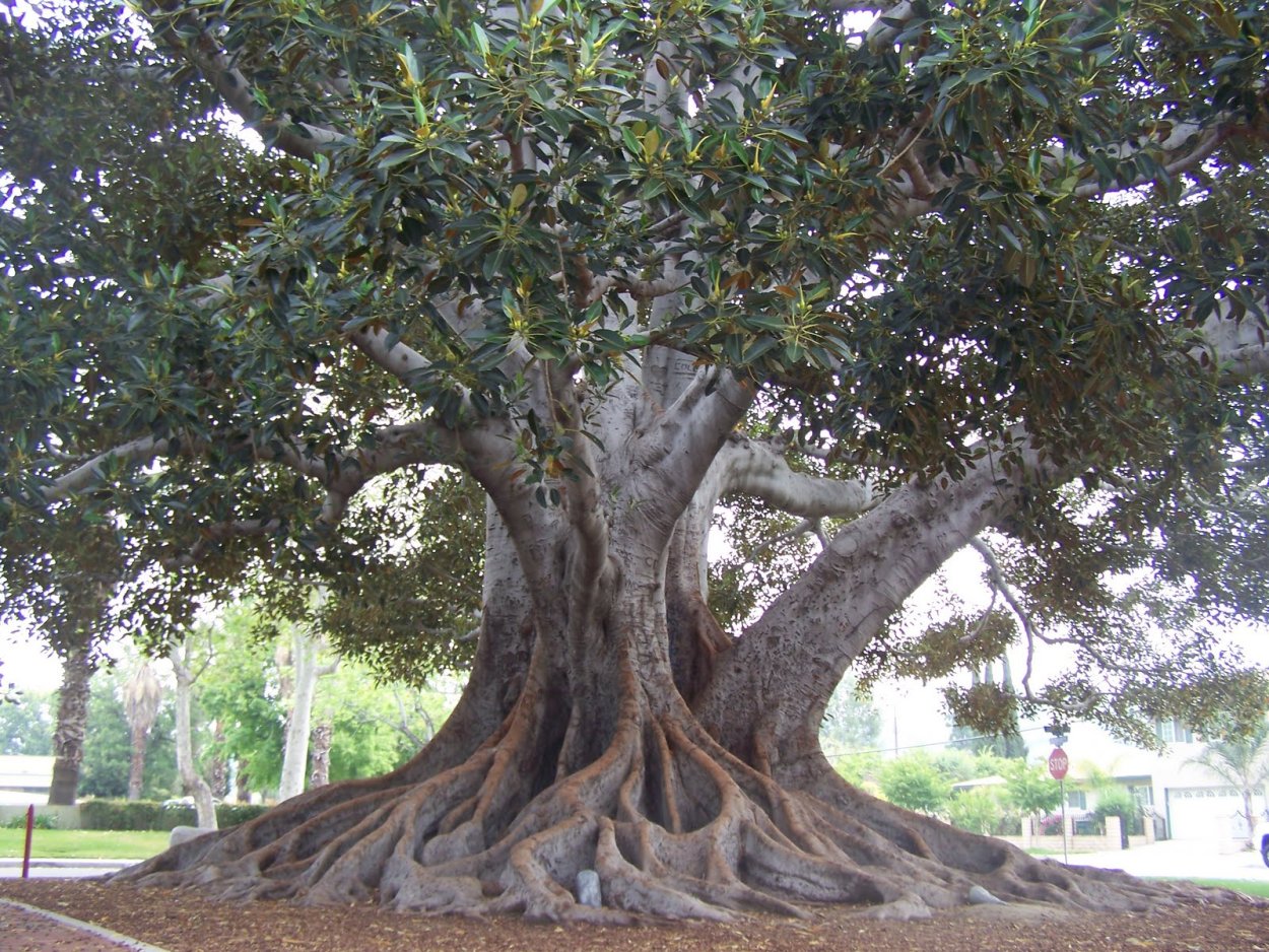 Фикус бенгальский Баньян