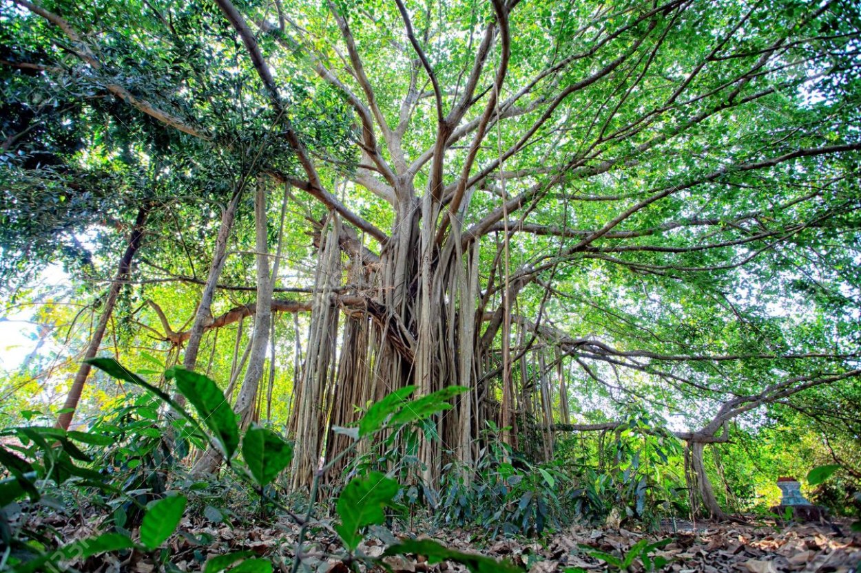 Фикус бенгальский Баньян