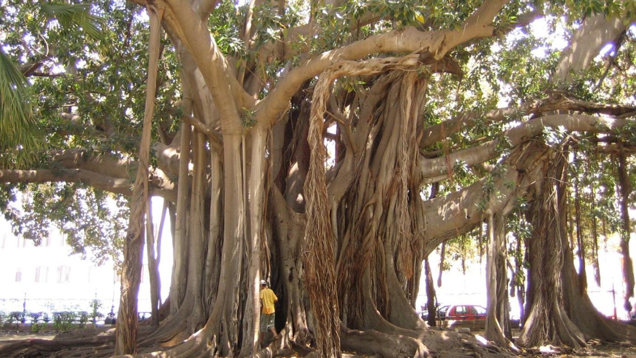 Фикус Баньян Африка