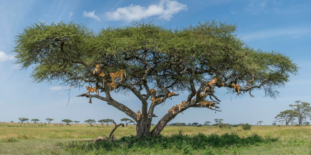 Сикомора дерево Северная Америка