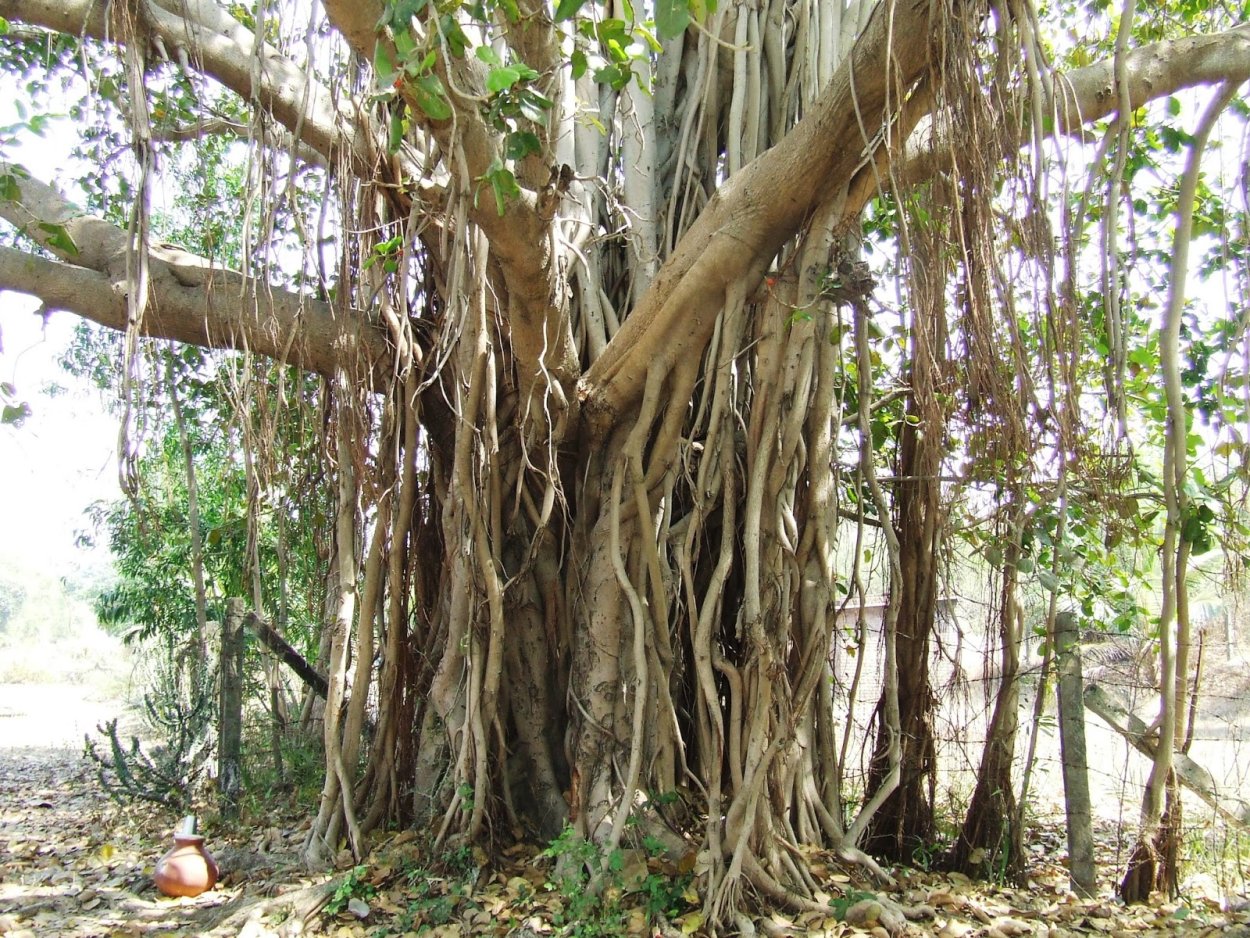 Филиппины Баньян