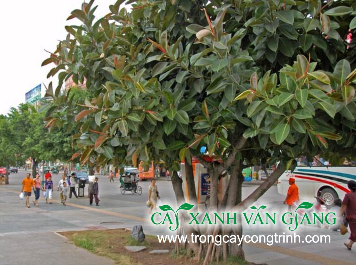 Фикус Баньян комнатный