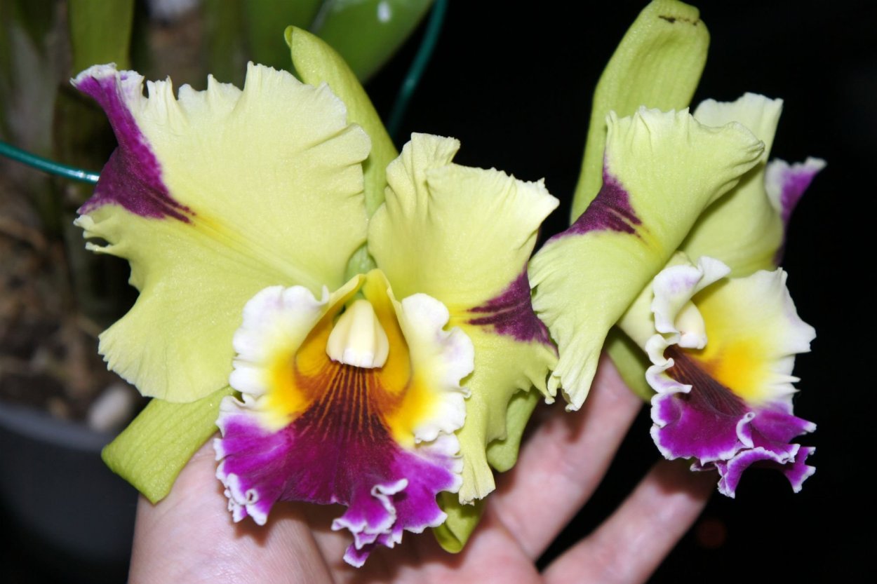 RLC. Jinn Feng Wish 'Classical'