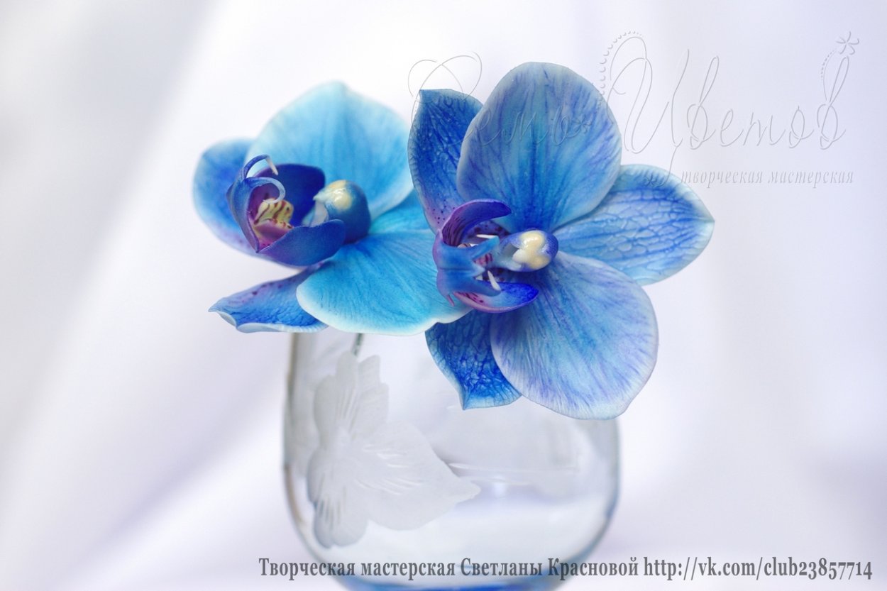 Фаленопсис Вандер