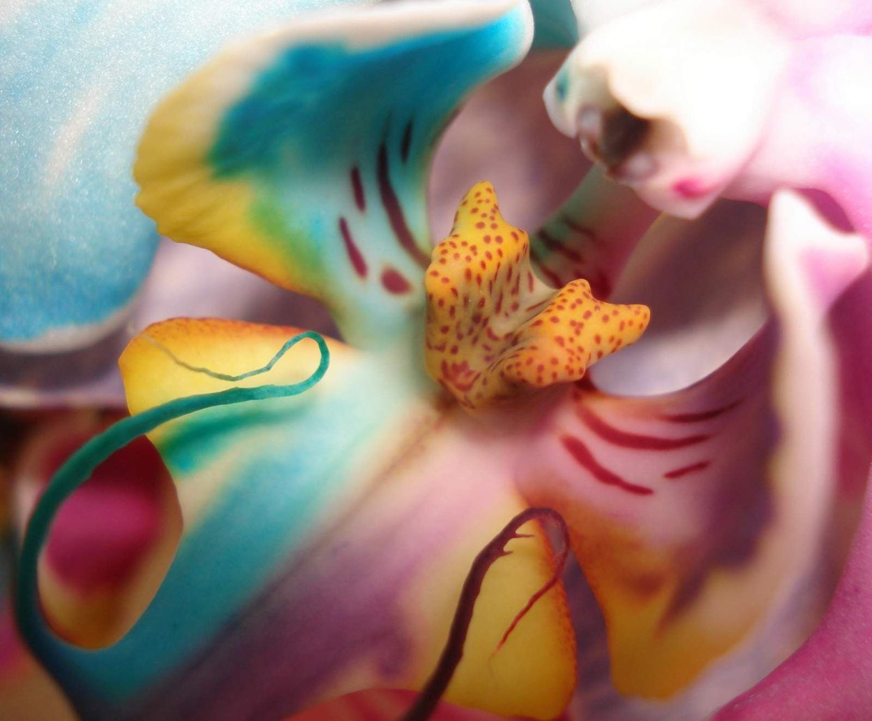 Орхидея Дендробиум синяя