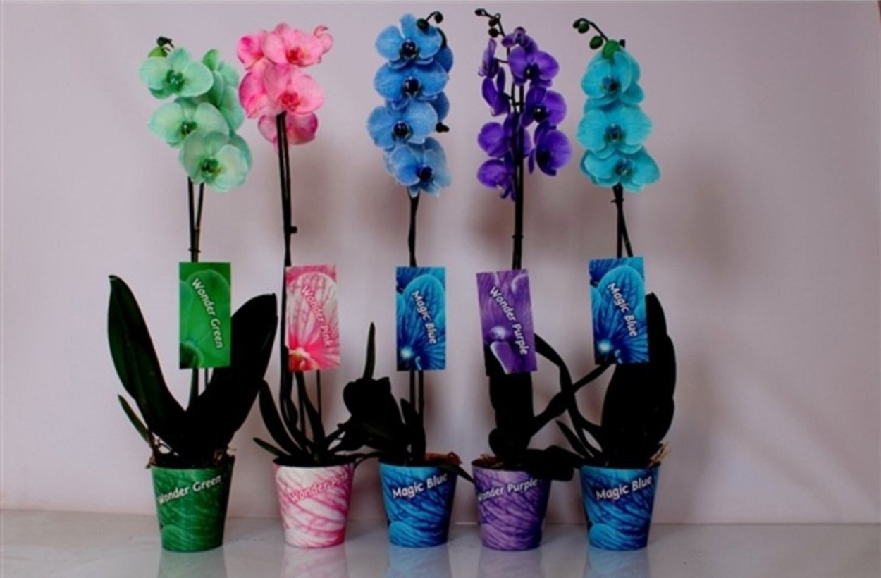 Орхидея фаленопсис чудо природы