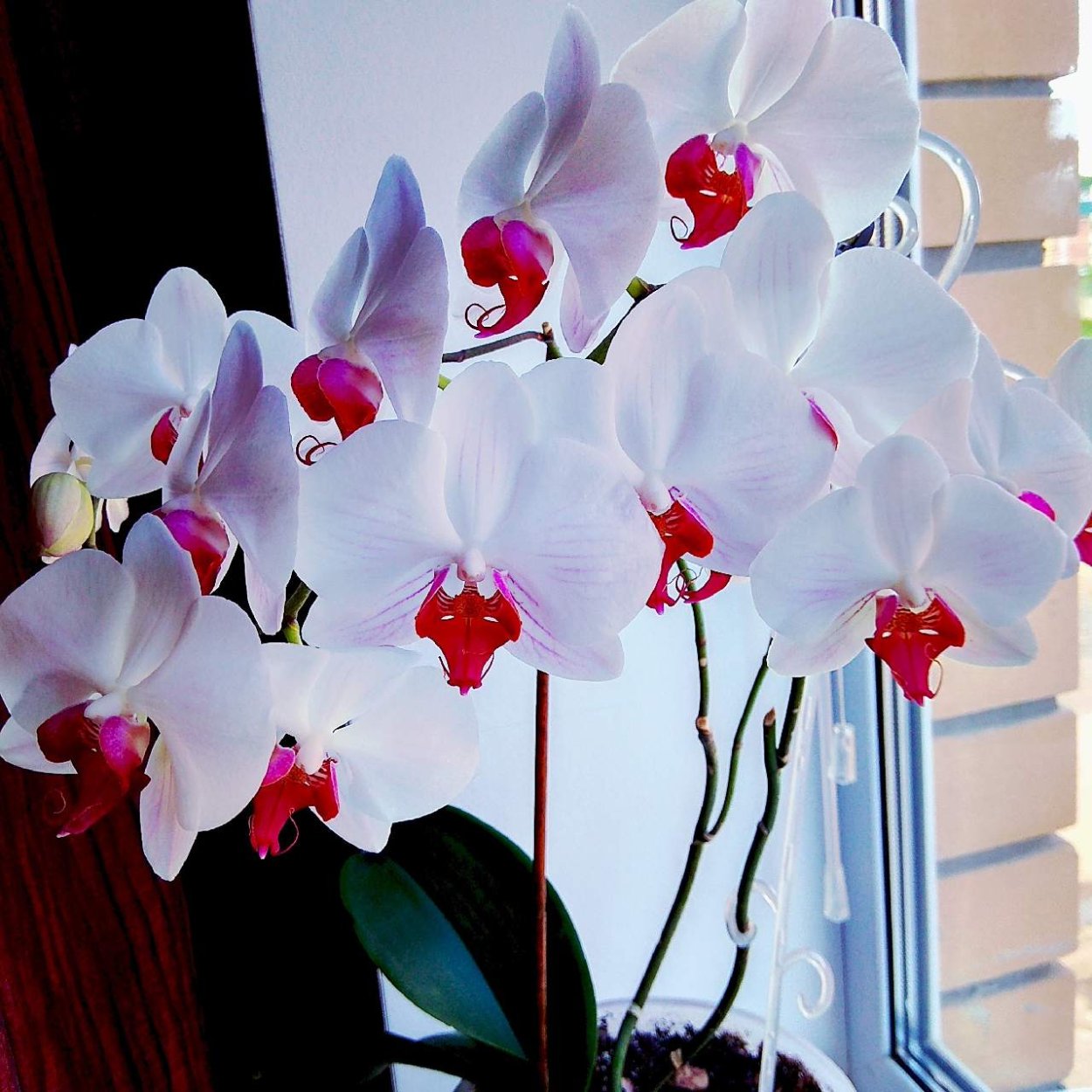 Фаленопсис Вандер Блу