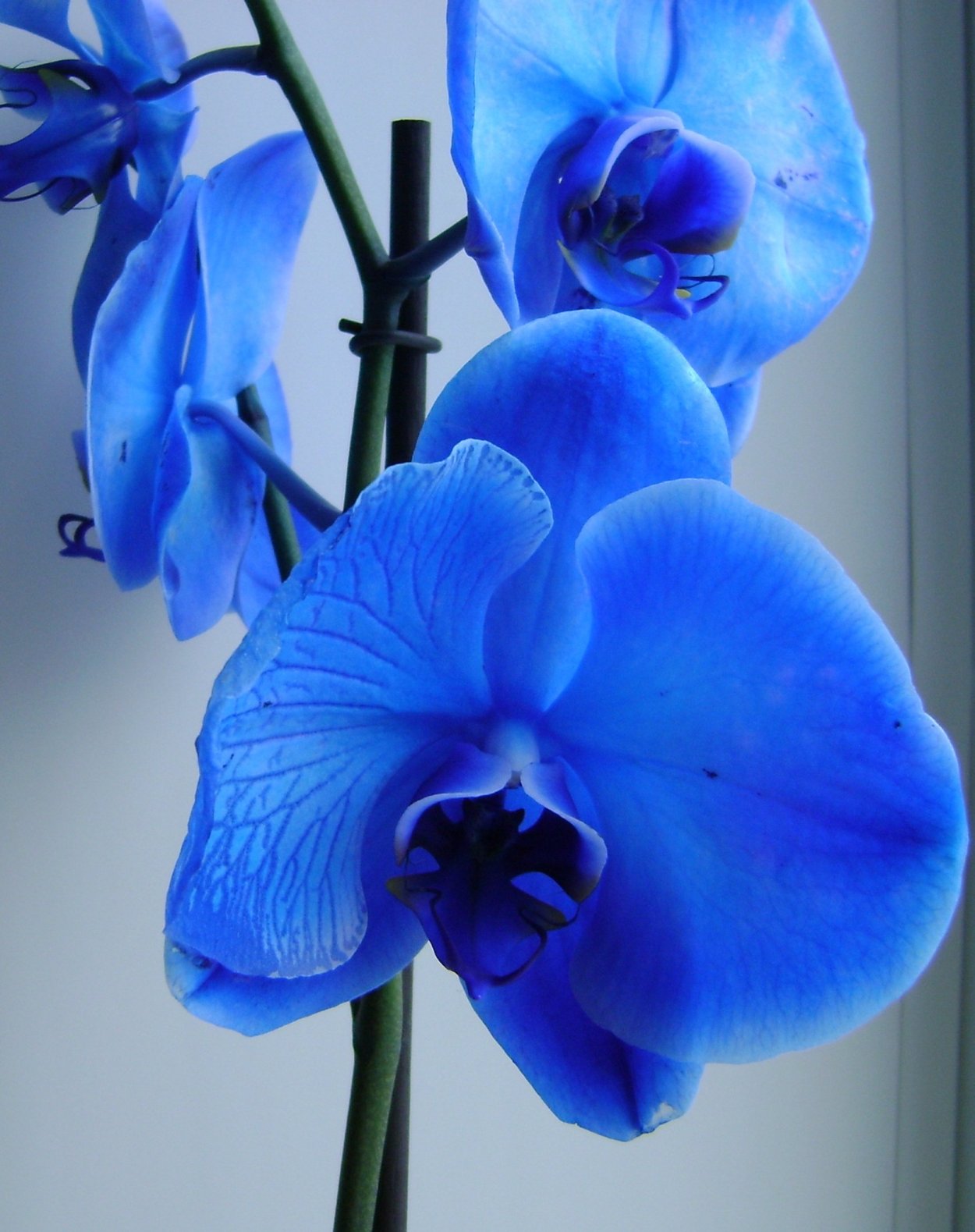 Фаленопсис Афродита — Королевский голубой