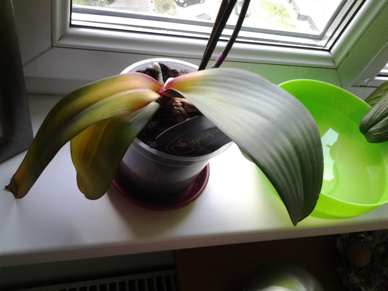 Голубая Орхидея в горшке