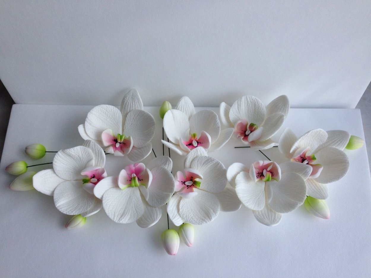 Орхидея необычная комнатная