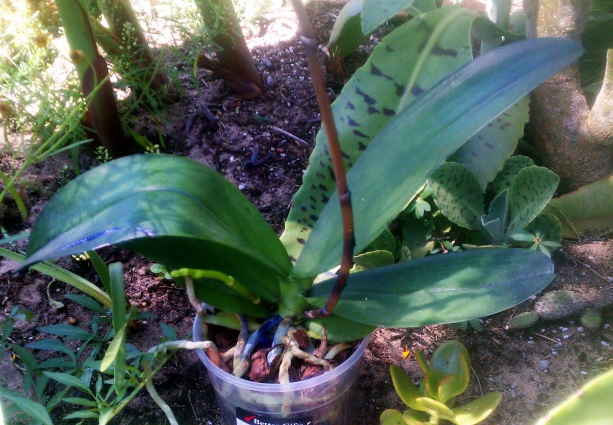 Синяя Орхидея крашеная