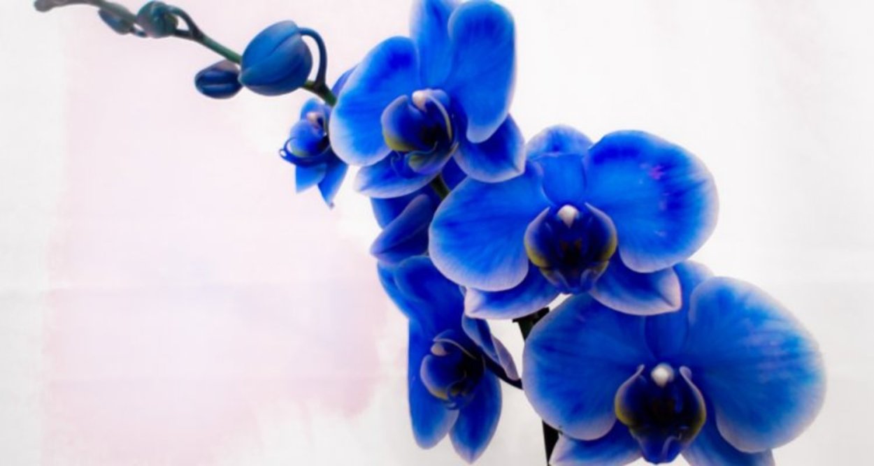 Цветок похожий на орхидею