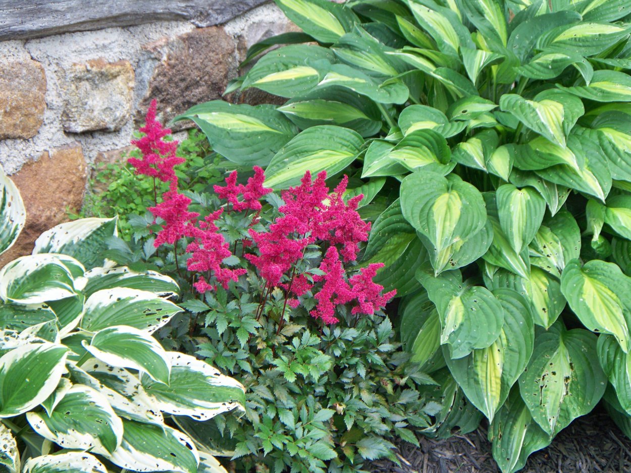 Клумба гейхера Хоста астильба астильба