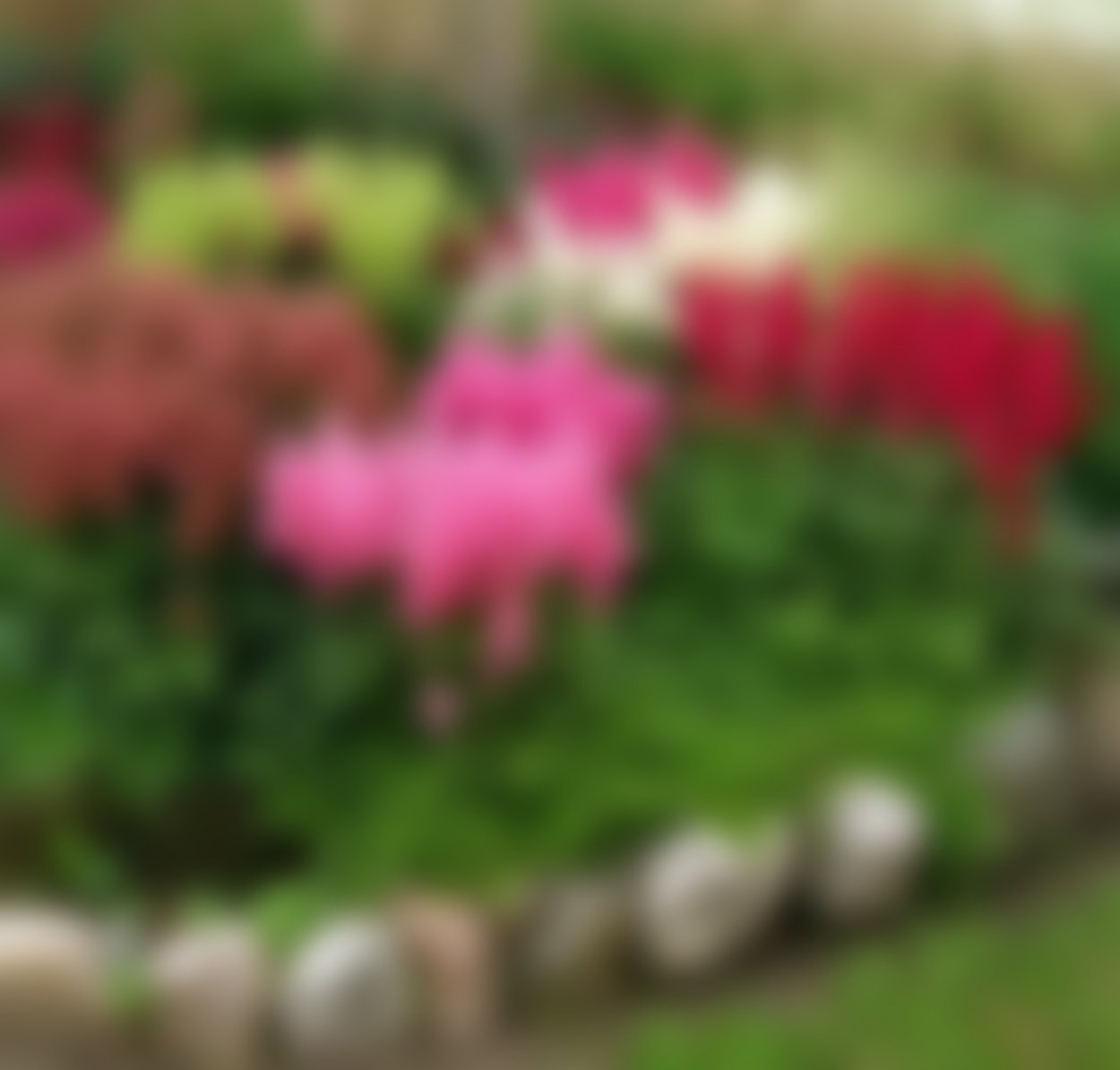 Астильба Королевская