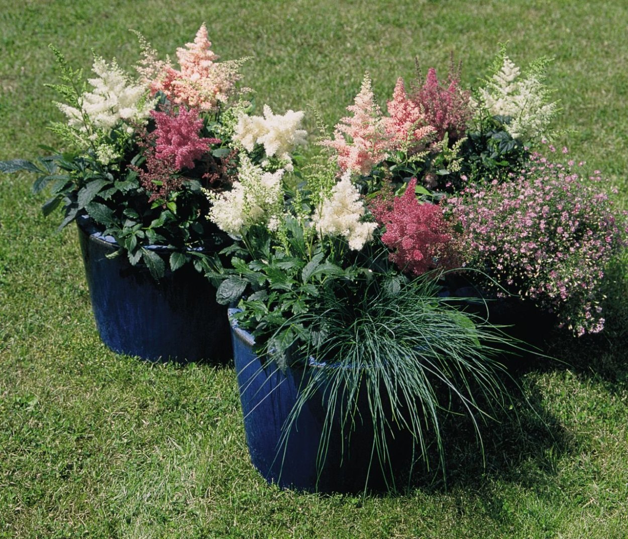 Клумба Хоста и астильба бадан