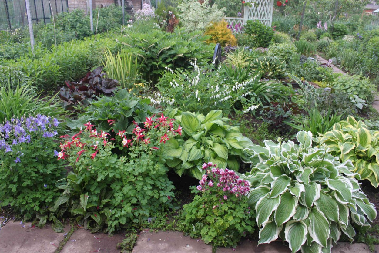 Аквилегия в миксбордере