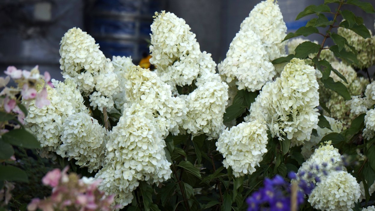 Гортензия метельчатая (сорт 'Polar Bear')