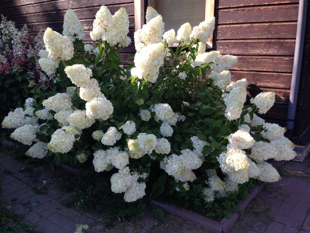 Гортензия Полар бир метельчатая