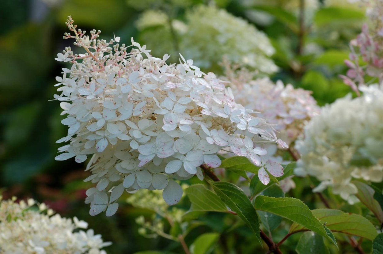 Гортензия метельчатая little Lime