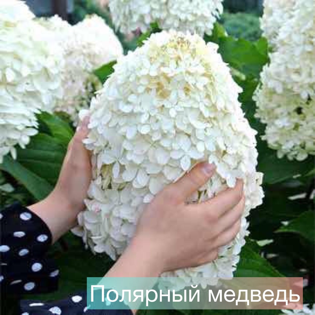 Гортензия метельчатая Полар Беар