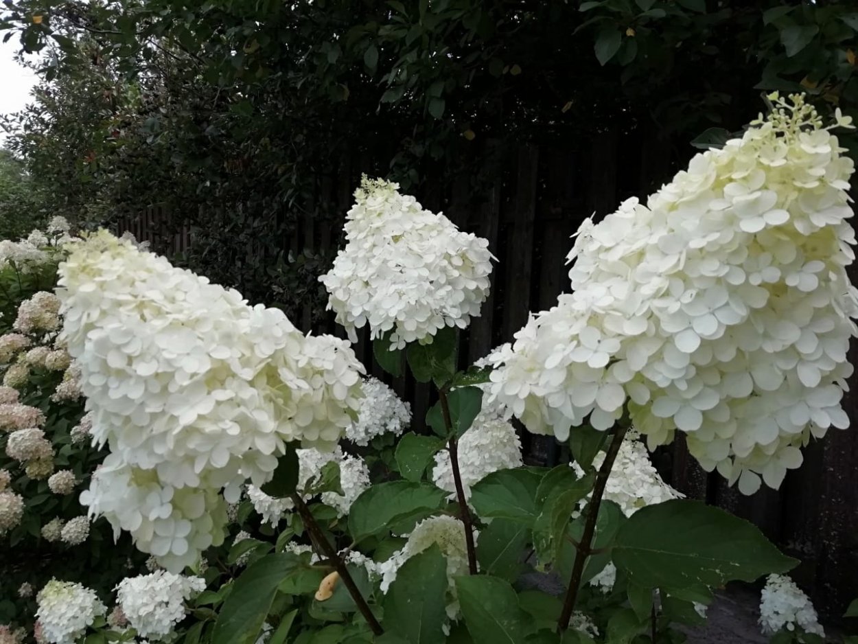 Гортензия метельчатая Полар