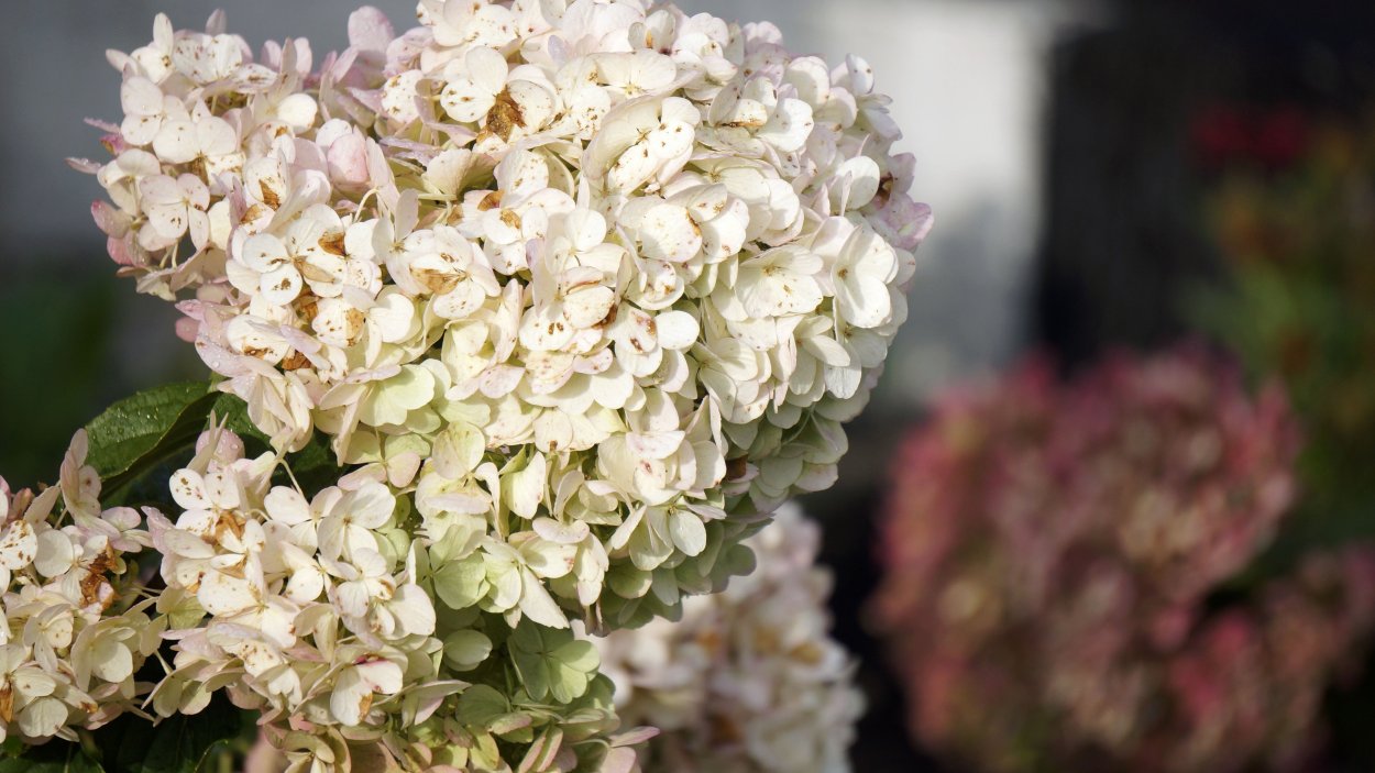 Гортензия метельчатая Polar Bear