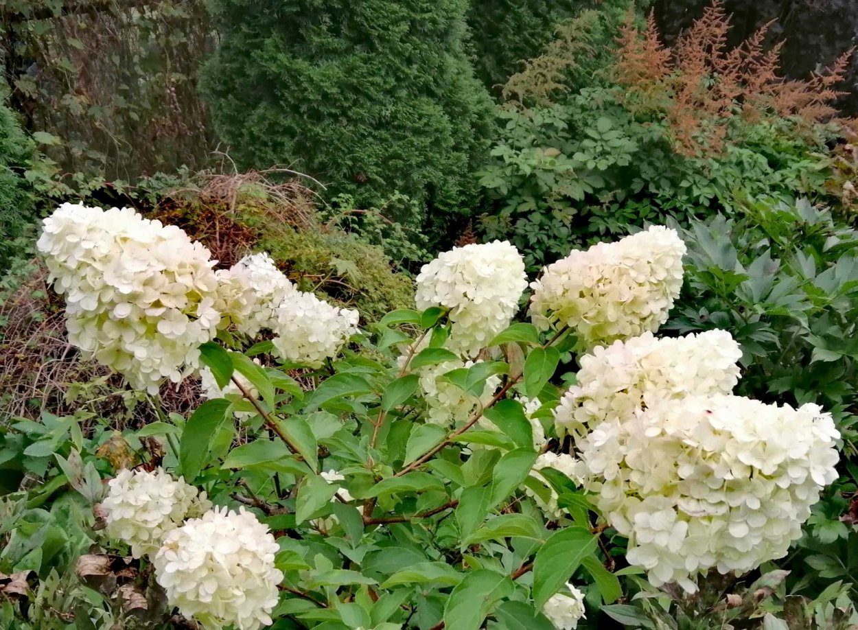 Гортензия метельчатая "Грейтстар"