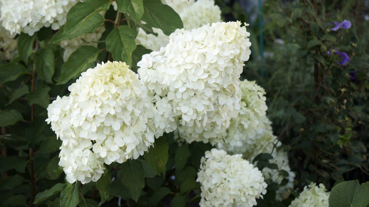 Гортензия метельчатая Полярный медведь