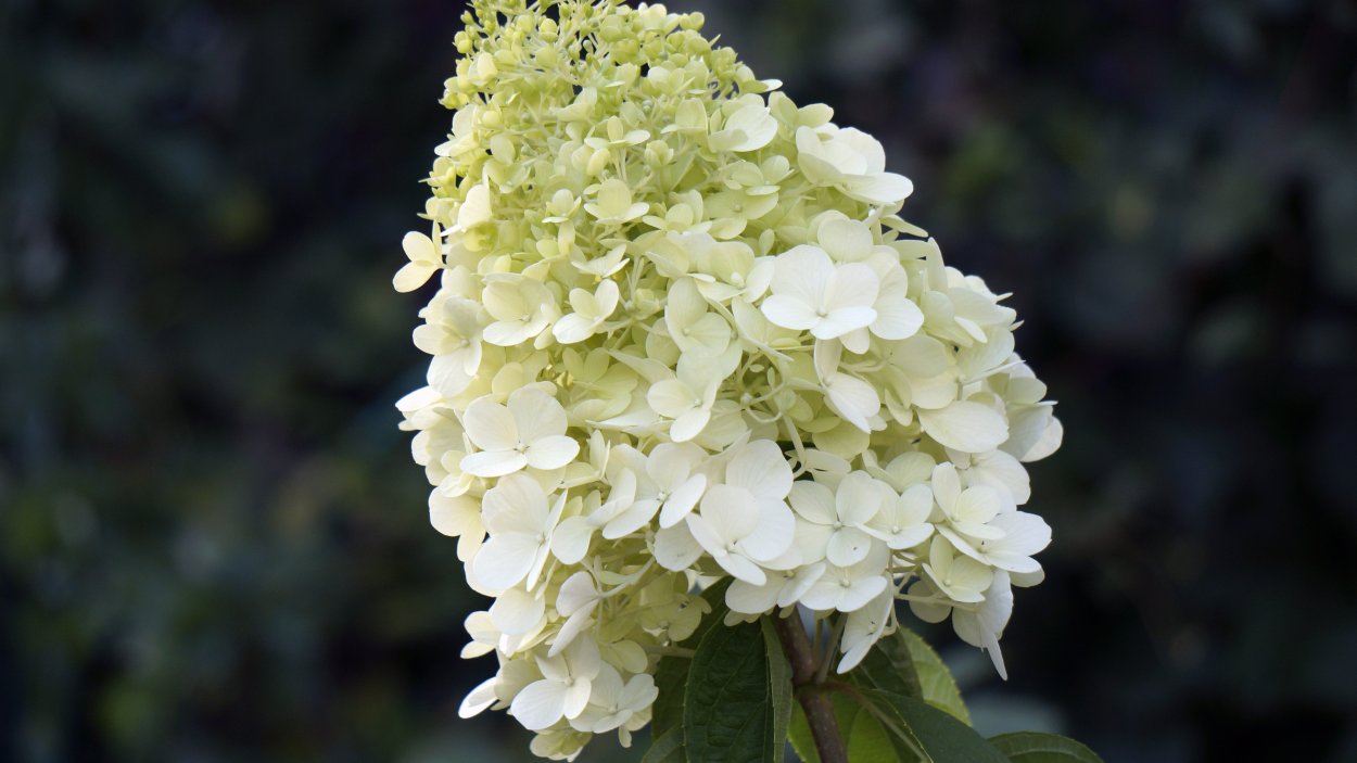 Энджел Бланш гортензия метельчатая