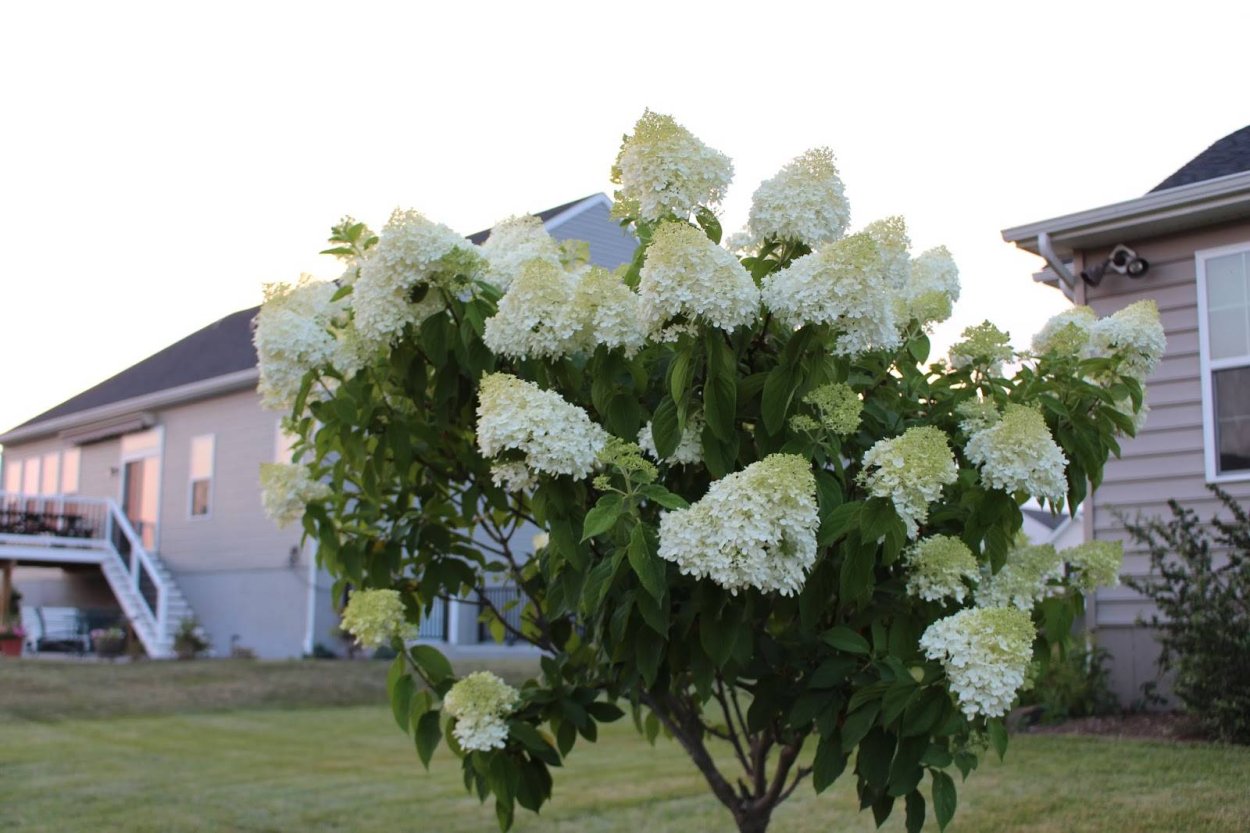 Гортензия метельчатая Фантом