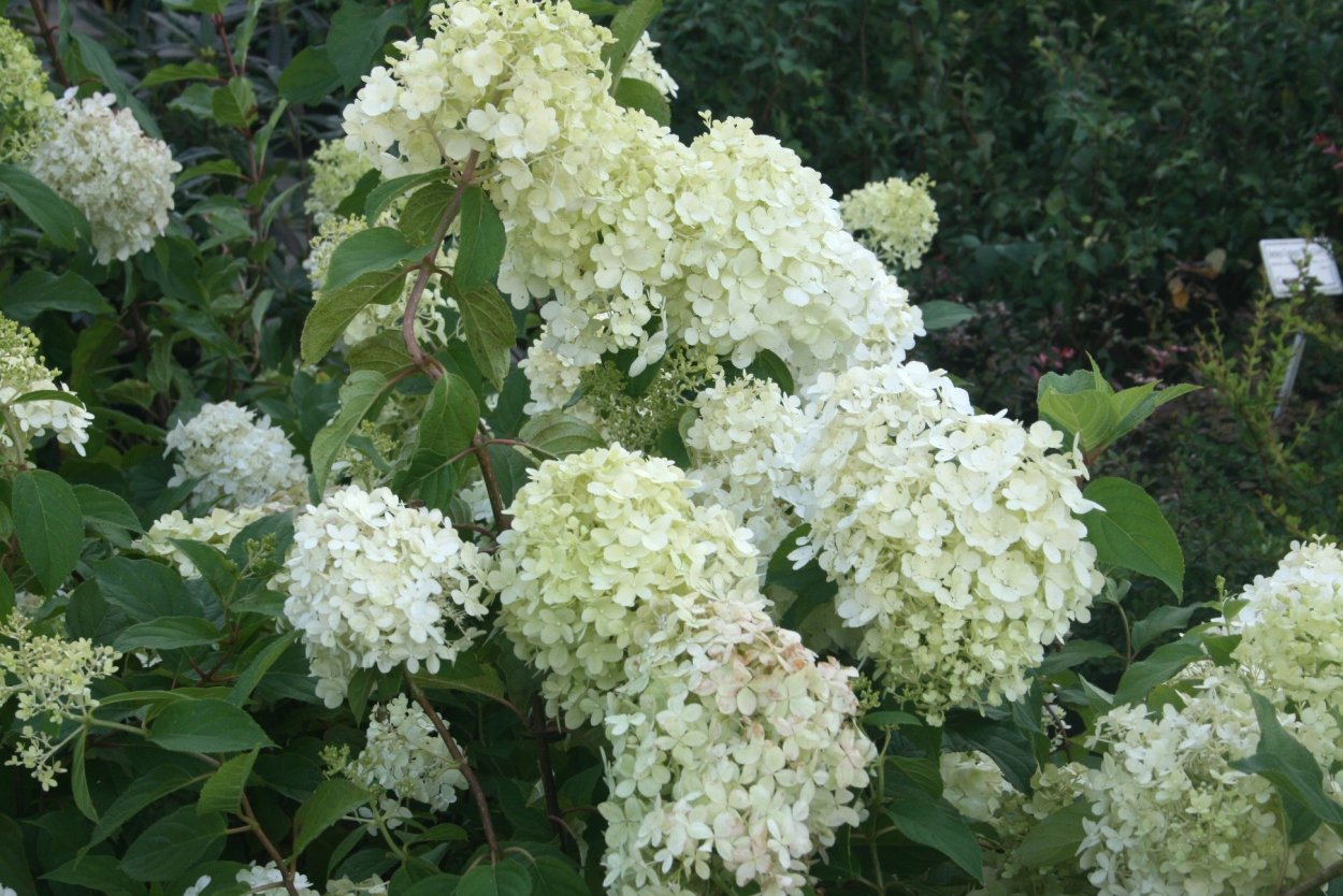 Гортензия метельчатая Hydrangea paniculata Polar Bear p9