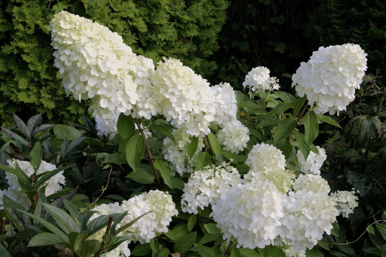 Гортензия Мэджикал Андес метельчатая