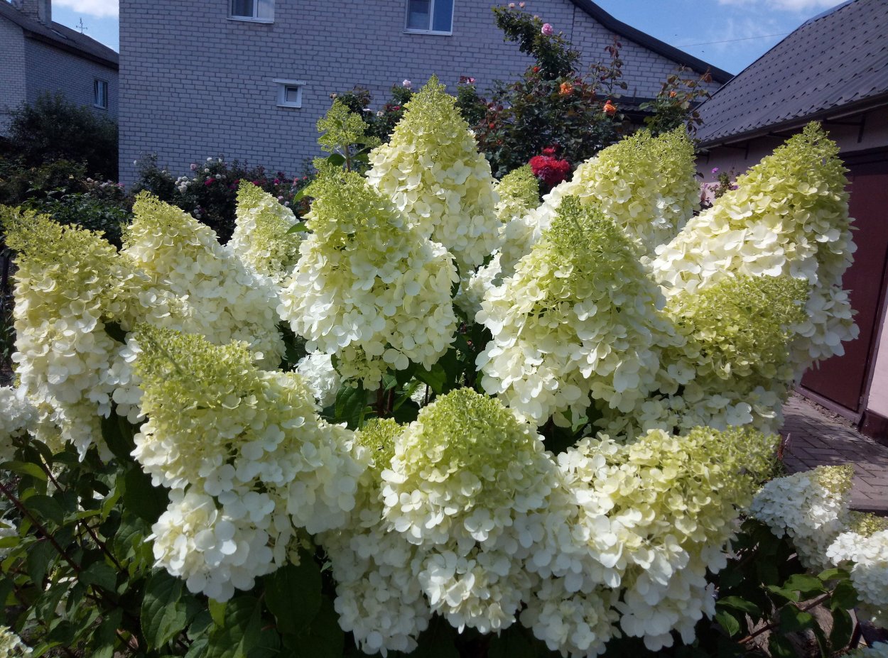 Гортензия метельчатая Роял Флауэрс