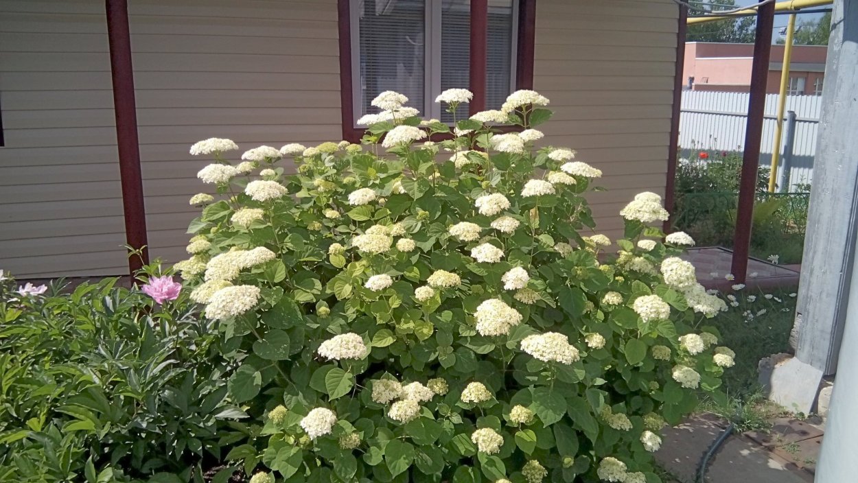 Гортензия метельчатая Phantom