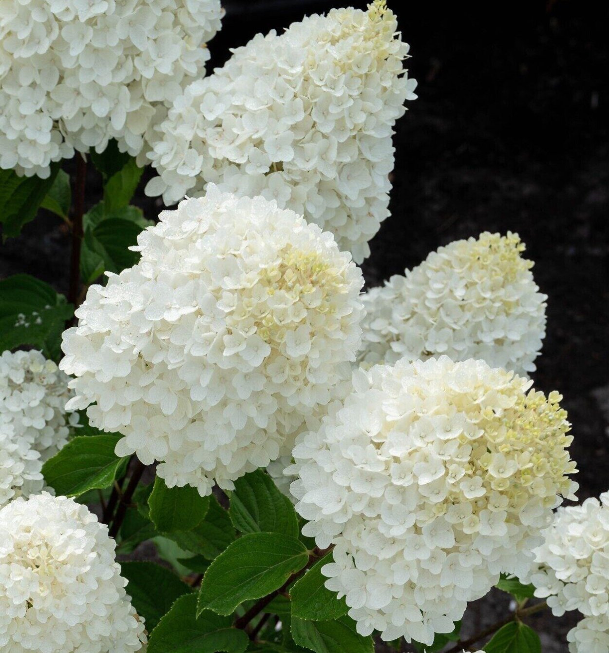 Гортензия метельчатая мэджикмундлайт