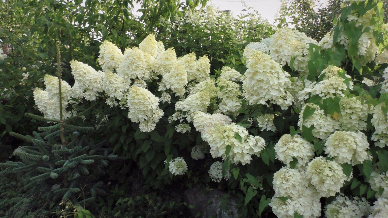 Жасмин бульденеж