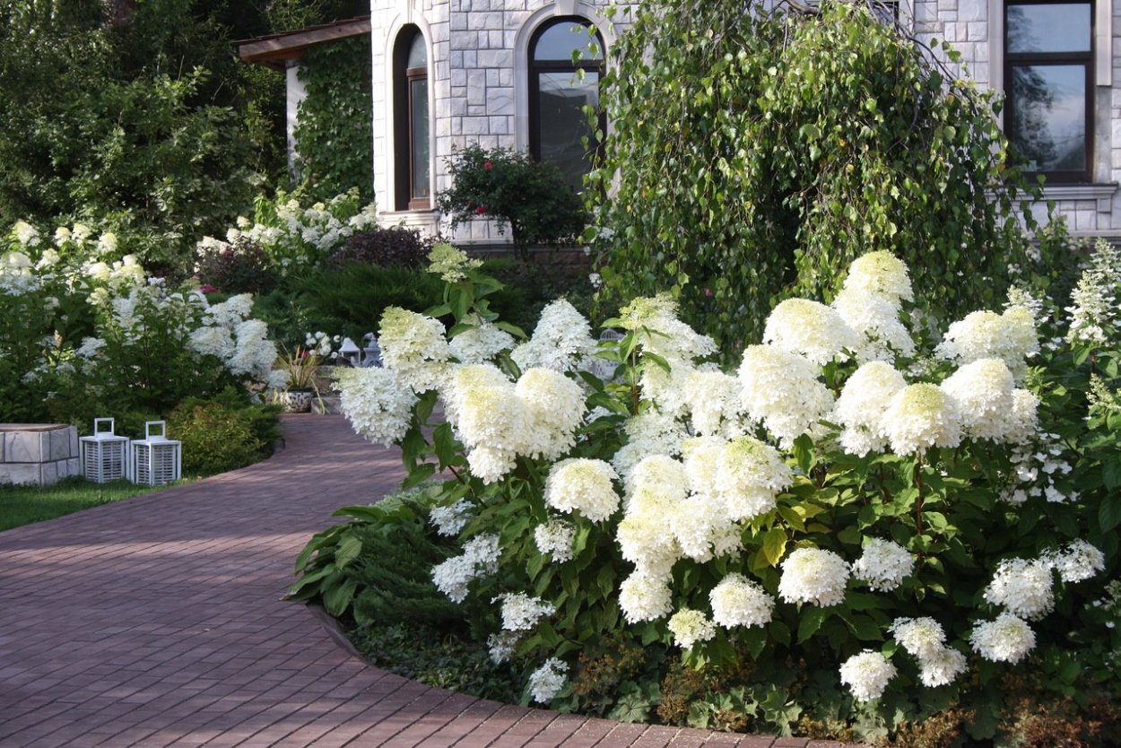 Гортензия метельчатая Polar Bear