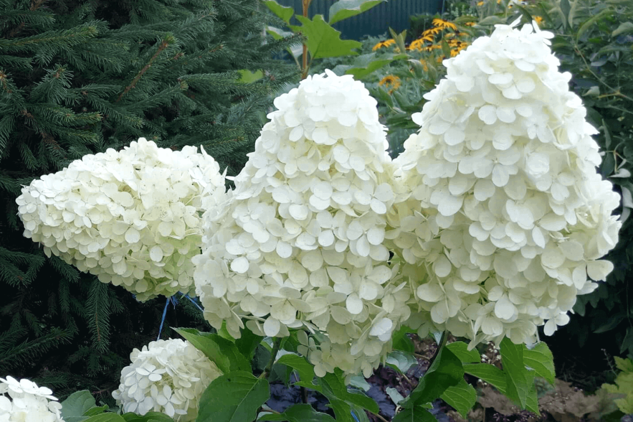 Гортензия метельчатая Полярный медведь