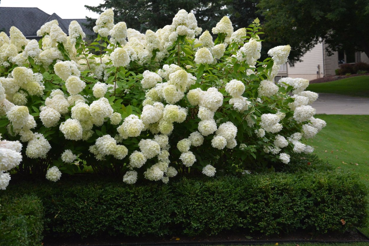 Гортензия древовидная grandiflora